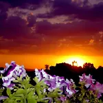 Hotel Viole Country